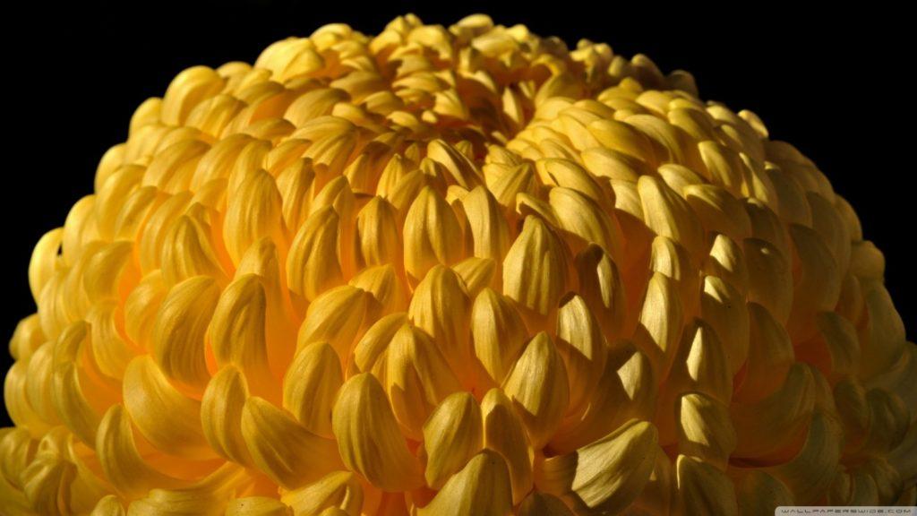 Желтый цветок вс пушистыми перьями
