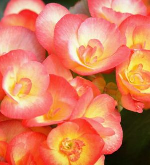 Прекрасные фото красивых бегоний. Популярные виды. + Обои