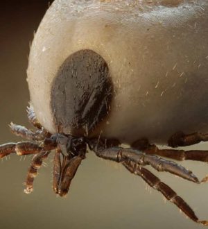 ТОП-10 самых опасных клещей, которые заставят страдать