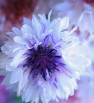 Самые красивые васильки в мире: Виды, Фото, Обои для рабочего стола