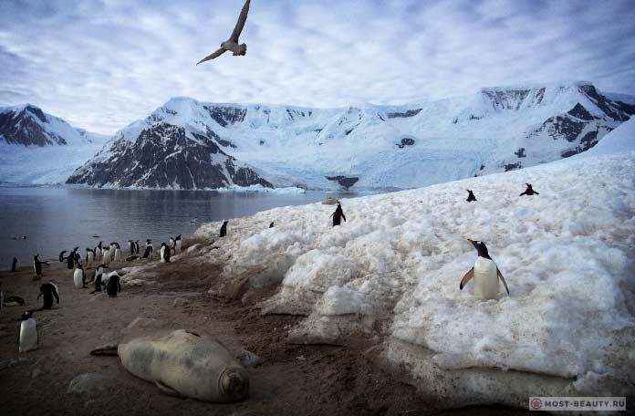 Животные Антарктиды