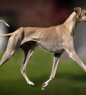 ТОП-20 самых редких пород собак в мире ( + ФОТО )