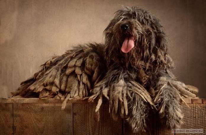 ТОП-20 самых редких пород собак в мире ( + ФОТО )