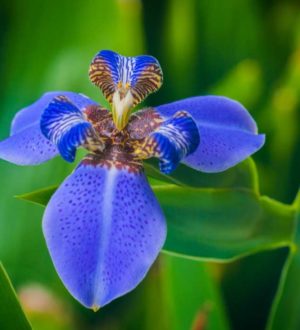 Очень красивые Ирисы: фото, описание, лучшие сорта цветов