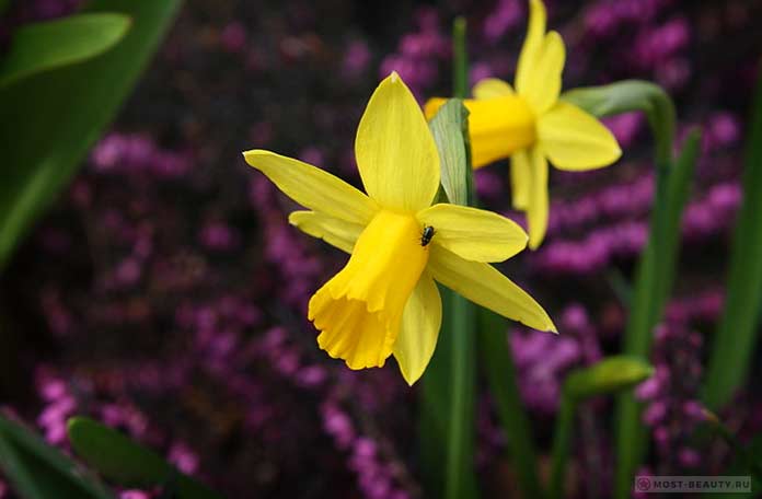 Narcissus Cyclamineus