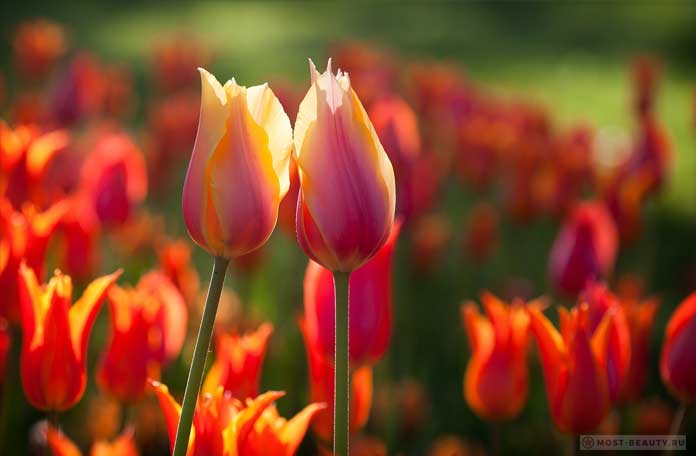 Фото красивых тюльпанов