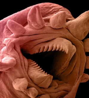 Самые необычные и удивительные животные планеты