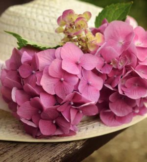 Самые красивые гортензии в мире: Виды, букеты, картинки