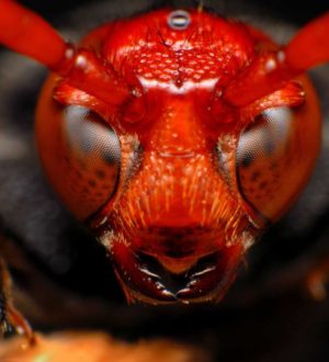 Самые ядовитые и опасные насекомые Австралии