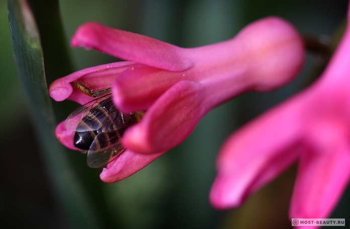 Пчела в цветке гиацинта