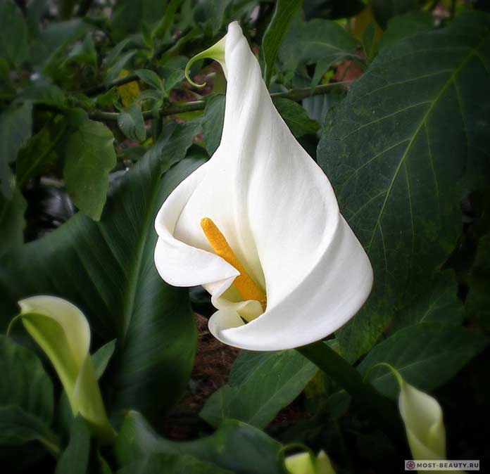 Белые цветы каллы