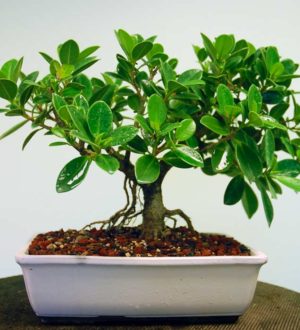 Самые красивые фикусы в мире: Виды, Сорта, Фото