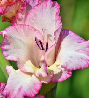 Самые красивые гладиолусы и их фото