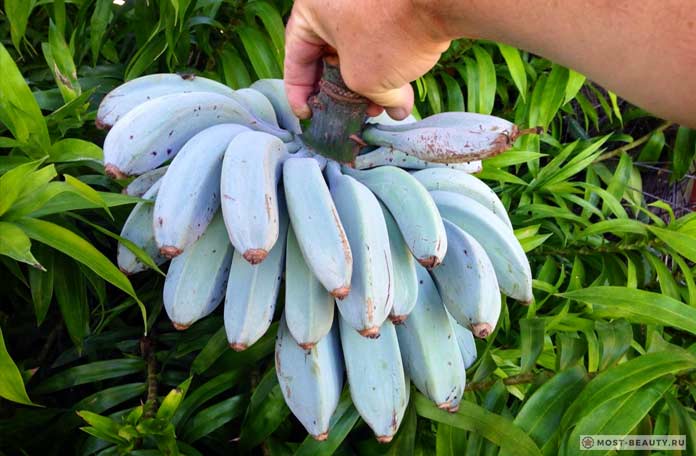 Голубые бананы