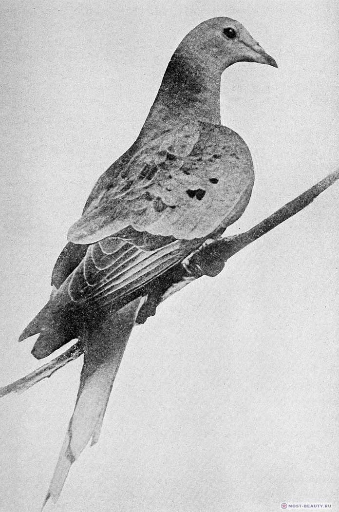 Martha The Passenger Pigeon