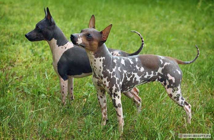 Лысые породы собак: Американский голый терьер
