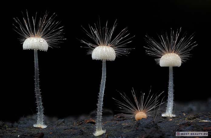 Красивые грибы на фотографии