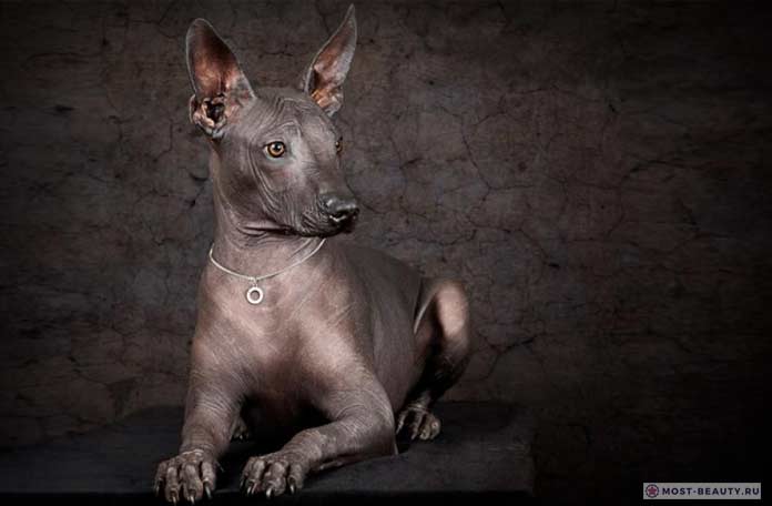 Самые популярные лысые породы собак: Мексиканская голая собака