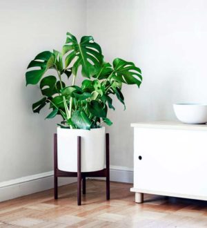 Самые красивые монстеры в мире: Виды, Сорта, Фото