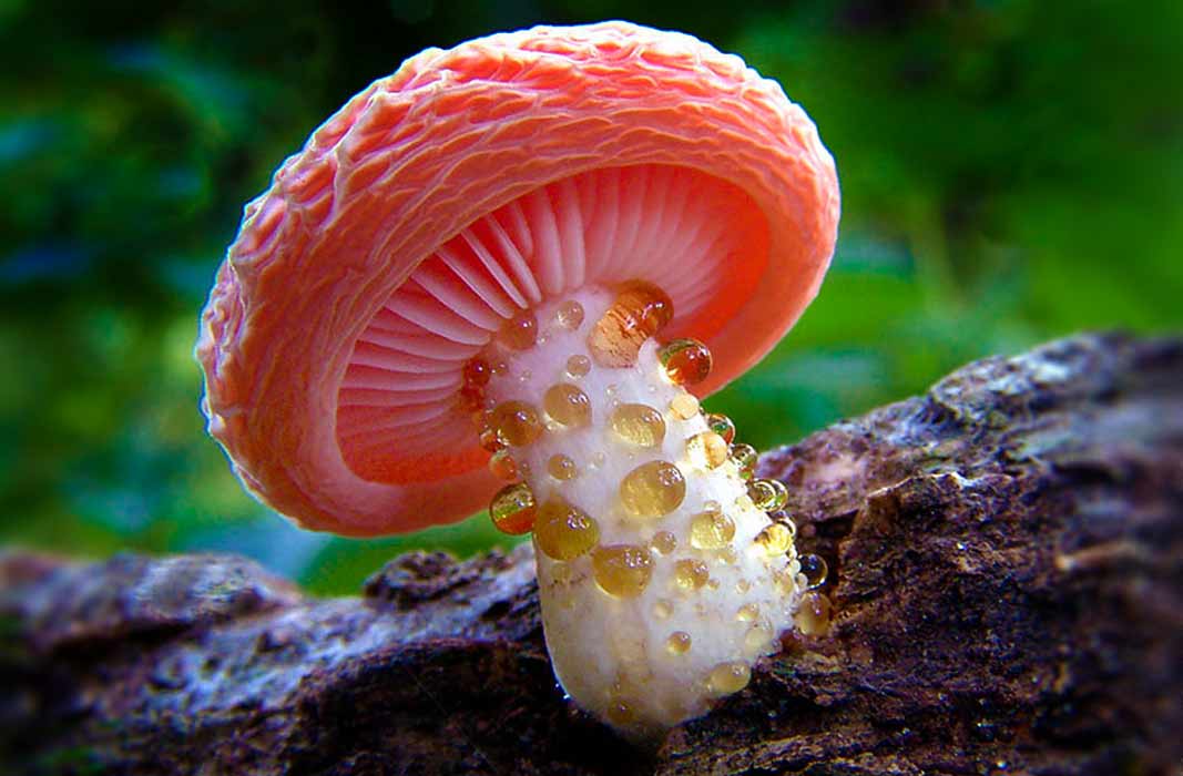 Самый ядовитый гриб в мире название и фото