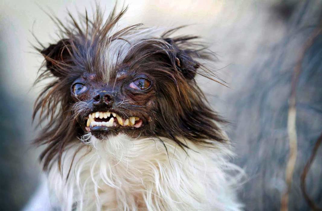 Фото топ самых маленьких собак в мире фото