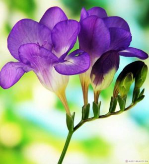 Самые красивые фрезии в мире: сорта, букеты, символы