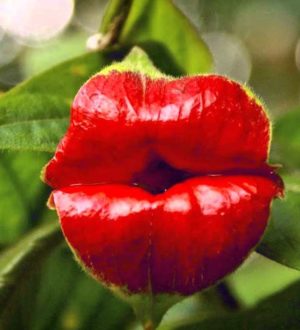 20 грибов и растений, так похожих на части человеческого тела