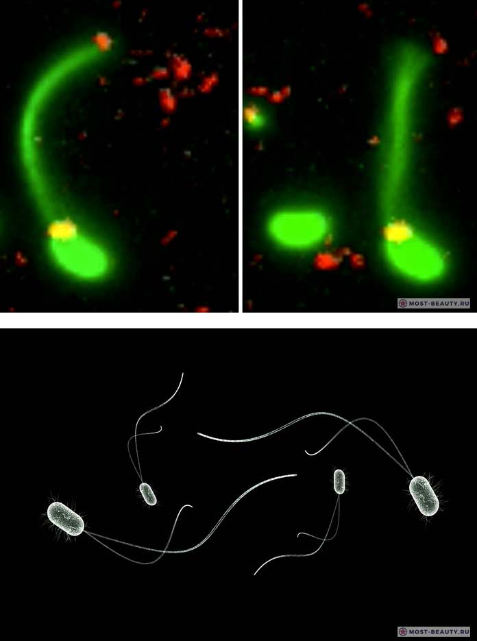 Бактерии ловящие ДНК