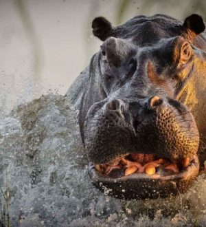 ТОП-13 самых смертоносных животных в мире