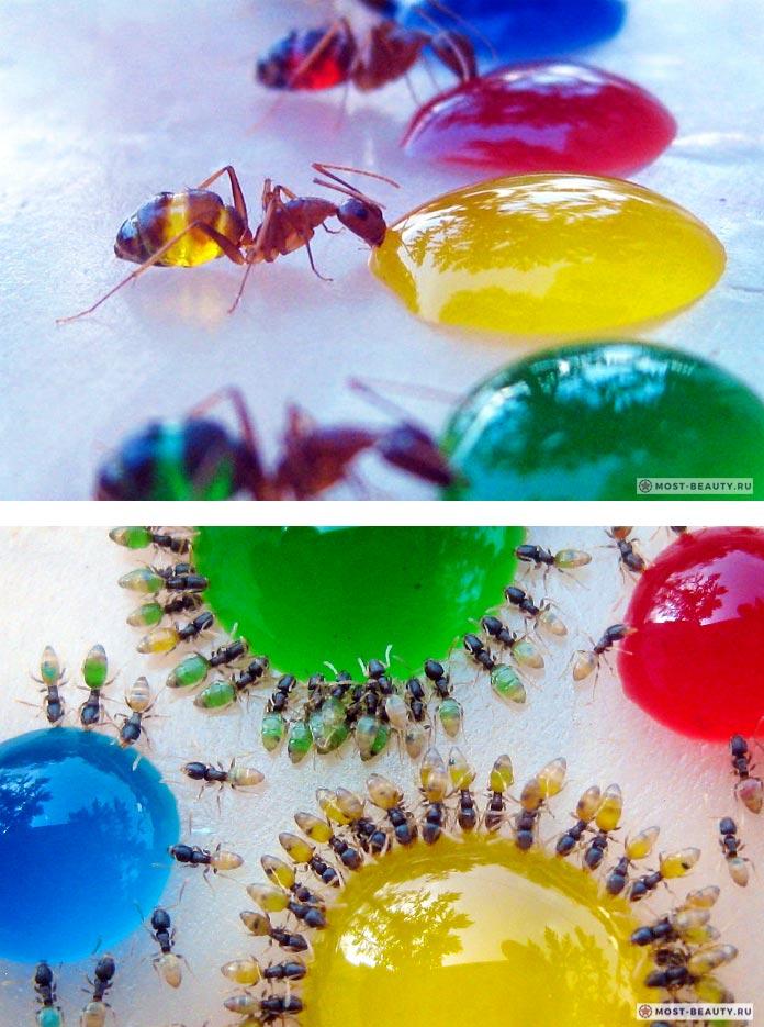 Домовые разноцветные муравьи