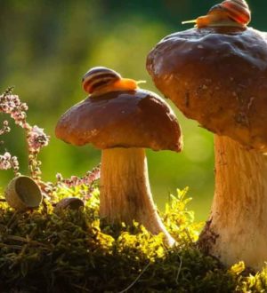 Самые удивительные факты о грибах: древние, живучие, опасные, галлюциногенные