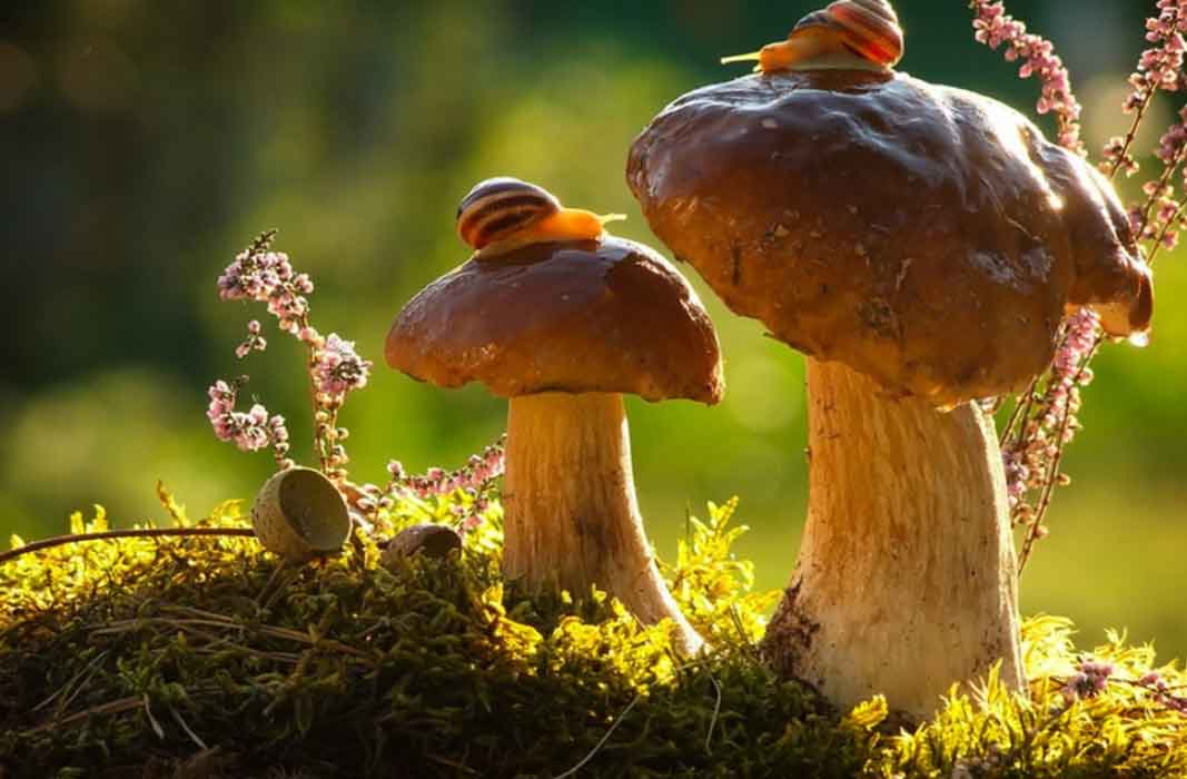 Найти интересную информацию о грибах