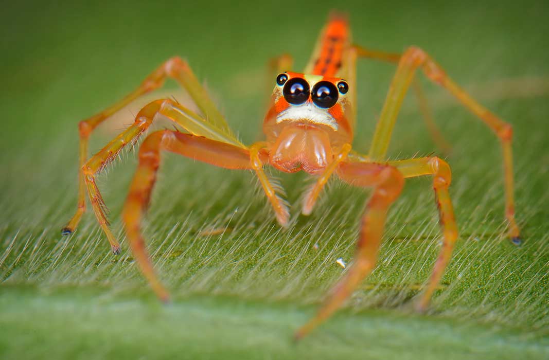 Самые красивые пауки в мире