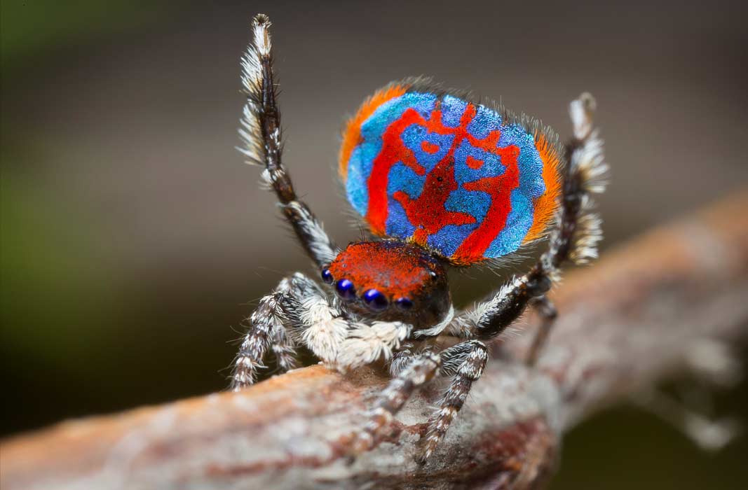 Какие бывают редкие виды пауков