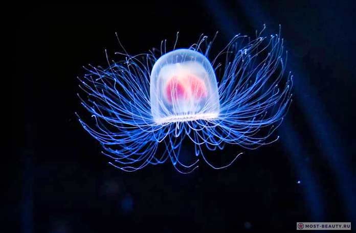 Прозрачная бессмертная медуза