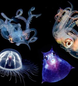 15 невероятно красивых прозрачных животных, в существование которых трудно поверить