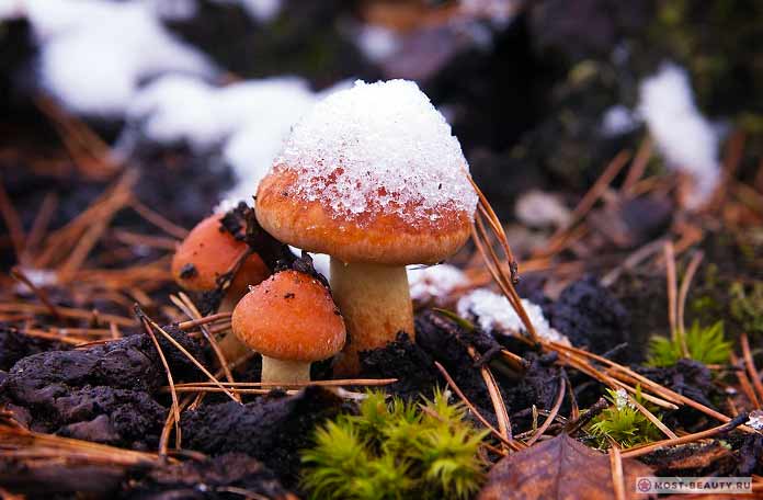 Живучие грибы
