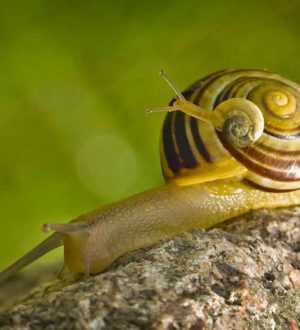 Самые красивые улитки в мире: Удивительные макро фотографии улиток