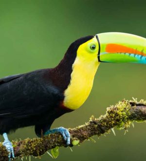 ТОП-10 самых дорогих домашних животных в мире