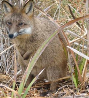 15 животных, которых можно встретить только в определенных местах