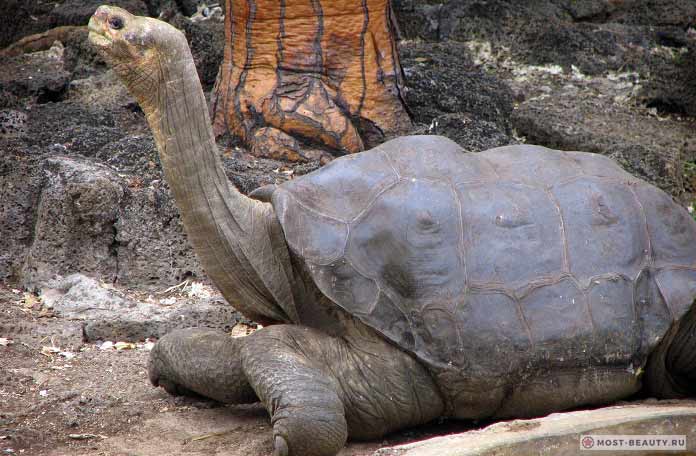 Слоновая черепаха