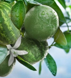 Мы вам покажем как растут некоторые растения