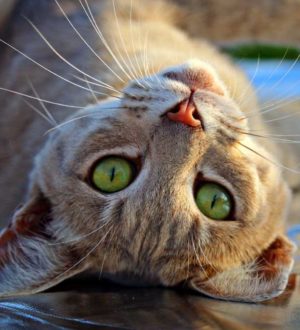 5 городов, которые идеально подходят для любителей кошек