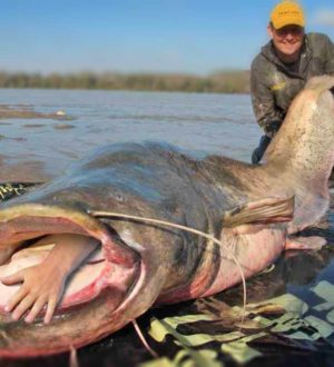 Рыбы-людоеды: Существуют ли они на самом деле