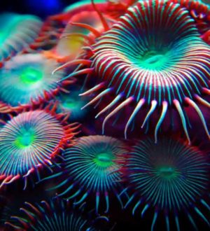 Самые интересные факты о головоногих моллюсках