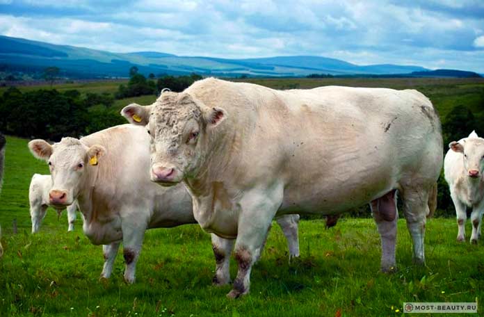 Белый Шортгорн. Самые красивые породы коров