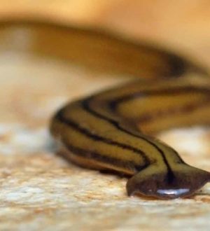 Самые красивые и необычные черви на Земле