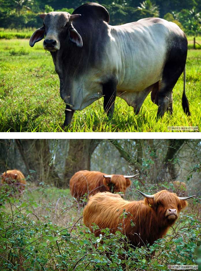 Красивые коровы