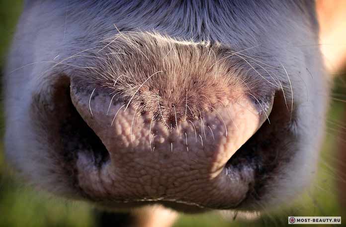 Нос коровы
