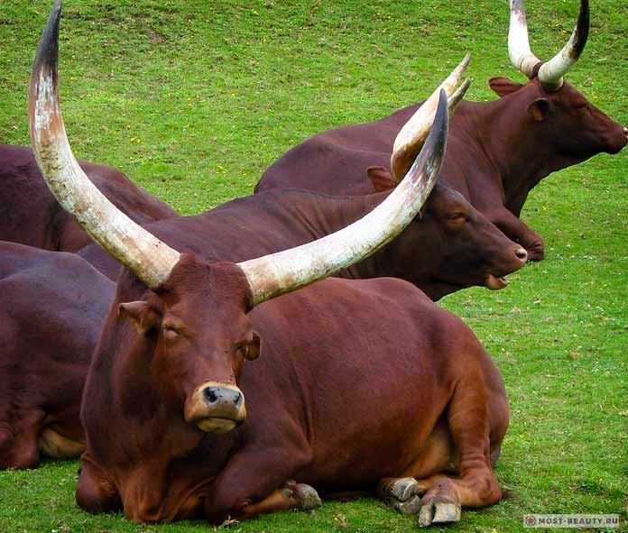 Ватусси - одна из самых красивых пород коров